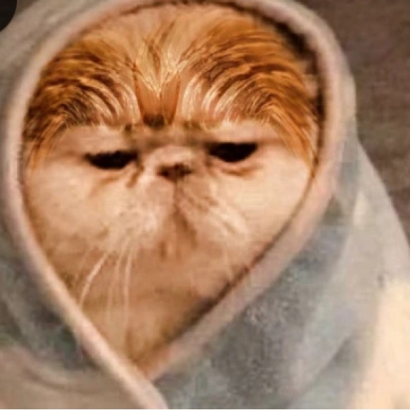 volleycat72